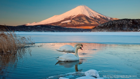 Swans in Frozen Lake at Mount Fuji - frozen, swans, winter, nature, snow, mountains, lakes