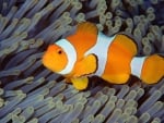 clown  fish