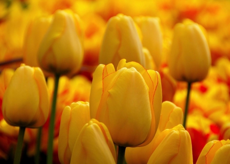 Yellow Tulips - flowers, yellow, nature, tulips