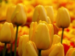 Yellow Tulips