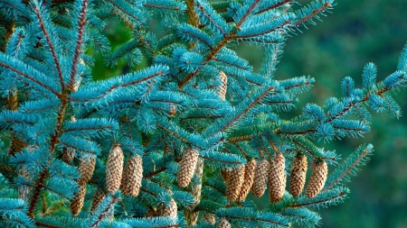 Beauty of Nature - forest, cones, tree, spruce