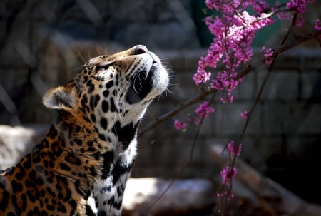 Jaguar - branch, animal, blossom, spring, jaguar, flower, pink