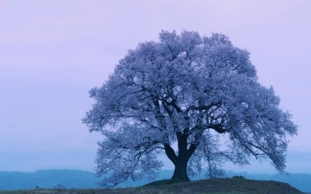 Winter Tree - frozen, mist, ice, landscape