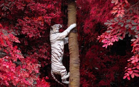 White tiger - white, red, pink, animal, tree, tiger