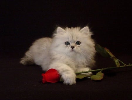 Kitten with Rose - february 14, kitty, animals, rose, lovely, kitten, hearts, love four seasons, holidays, valentines, cats, beloved valentines, cute