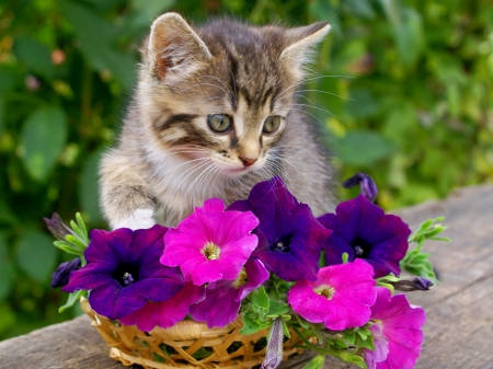 Kitty in the garden - greenery, spring, sweet, flowers, basket, fluffy, garden, cute, adorable, kitty