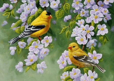 Goldfinch blossoms - branches, blooming, freshness, fragrance, song, goldfinch, painting, art, pretty, blossoms, beautiful, scent, birds