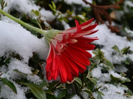 Beautiful - flower, beautiful, flowers, marco, gerbera, macro, snow