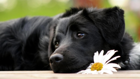 Missing you - waiting, adorable, hurry home, Black lab