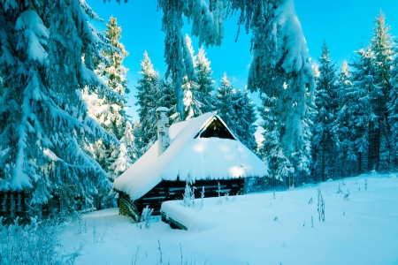 Poland - forest, wallpaper, popular, winter, cabin, blue, landscapes, trees, nature, snow, poland