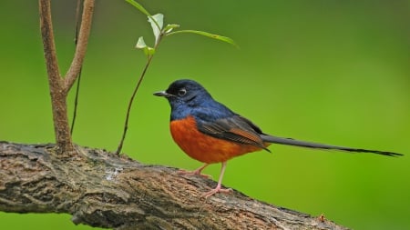 Cute Little Bird - tree, cute, bird, branch