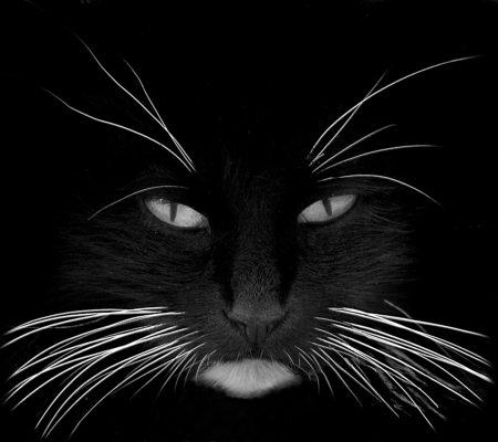 Black Cat - pets, animals, black, cat, eyes