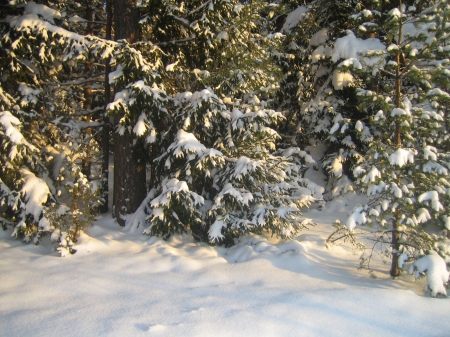 ~Snowy sunny forest~ - beauty, mountain, trees, day, winter, nature, forest, snow, sunny, snowy, landscapes