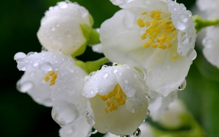 Morning Dew - jasmine, drops, dew, morning