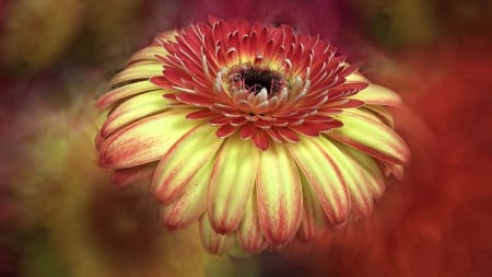 Fire - flower, yellow, petals, red