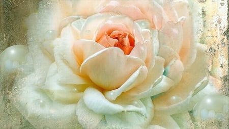 Pearl Rose - flowers, rose, roses, flower