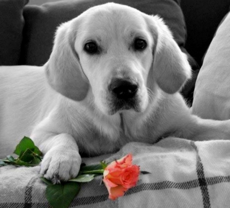 In anticipation of his love - cute, rose, dog, red