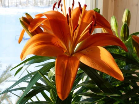 Orange lily - window, lily, orange, green, indoor