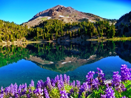 Lassen peak - trees, hills, summer, beautiful, tranquil, landscape, photo, reflection, mountain, flowers, peak, serenity, lake, sky