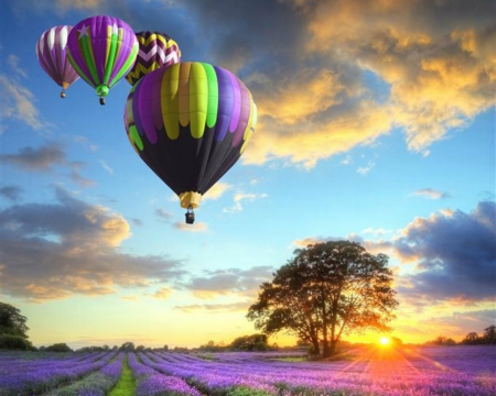 Beautiful Scenery - sky, field, air balloons, tree, nature