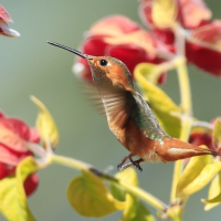 Humming-bird