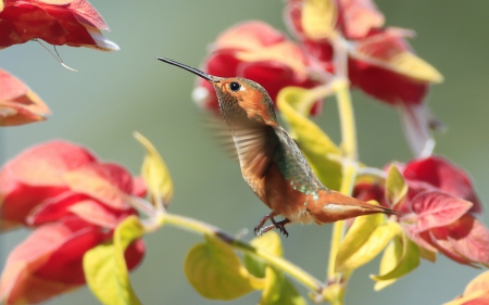 Humming-bird - humming-bird, red, wings, green, bird, flower