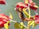 Humming-bird