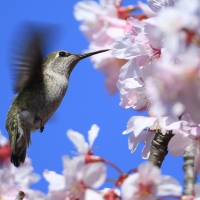 Humming-bird