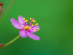 Pink flower