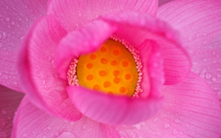 Lotus - lotus, close-up, yellow, wet, flower, petals, pink, water drops, macro