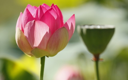 Lotus - lotus, flower, pink, green