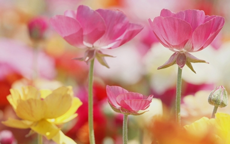 Flowers - field, flower, yellow, pink