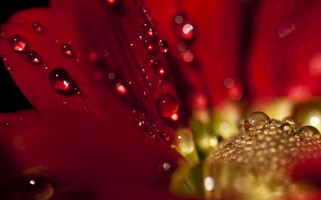 Water drops - close-up, yellow, red, macro, water drop, flower