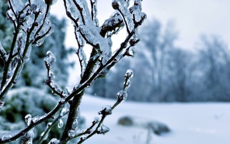 Frozen branches - frosty, branch, winter, wallpaper, frosted, hd, nature, frost, frozen, twigs