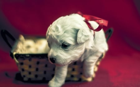 A gift for you! - red, cute, sweet, puppy, adorable, white, bow, valentine, gift, basket