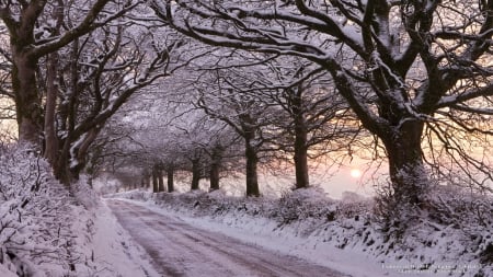 Tree-Lined Street in Winter - nature, street, trees, snow, winter