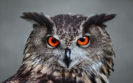 Owl Close Up - animals, birds, close-up, owls