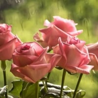 Five Pink Roses