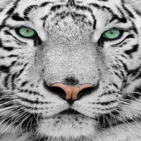 Beautiful Face of White Tiger