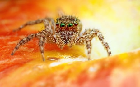 Beautiful and scary.. - Spider, OMG, Eyes, Green