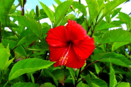 WELCOME SPRING - hibiscus, flower, nature, red