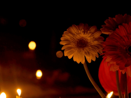 NIGHT BLOSSOMS - flowers, spring, night, nature