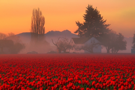 Spring Flowers - mountains, morning, tulips, flowersfield, house, trees, mist, sunrise