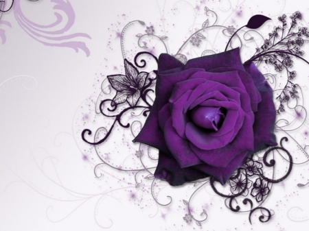 PURPLE ROSE - purple, design, rose, black, flower