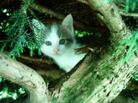 kitten on a tree - cats, kitten, tree, animals