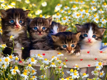 kittens among daisies - daisies, cats, kittens, animals