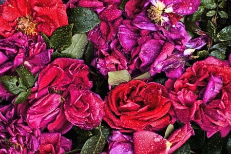 *Wet roses* - purple, background, roses, red, high quality, wet, flowers