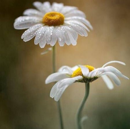 White Flowers - white, flowers, yellow, beautiful