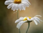 White Flowers