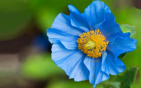 Flower - flower, wild, nature, blue